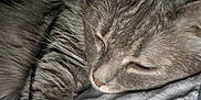 Ola a rejoint le concours — aidez-le/la à gagner de superbes lots ! cat, gray_tabby, sleeping, close_up, furry, whiskers, soft_texture, blanket, cozy, resting, pet, domestic_animal, indoor, fur, cute, relaxed, animal, companion, comfort, human_face_partial