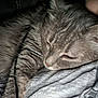 cat, gray_tabby, sleeping, close_up, furry, whiskers, soft_texture, blanket, cozy, resting, pet, domestic_animal, indoor, fur, cute, relaxed, animal, companion, comfort, human_face_partial