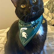 Loki is registered to the contest to win money with this photo: cat, black_cat, yellow_eyes, bandana, green_bandana, pet, indoor, bed, feline, whiskers, cute, animal, domestic_animal, fur, portrait, sitting, looking_up, cozy, soft_light, collar