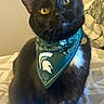 cat, black_cat, yellow_eyes, bandana, green_bandana, pet, indoor, bed, feline, whiskers, cute, animal, domestic_animal, fur, portrait, sitting, looking_up, cozy, soft_light, collar