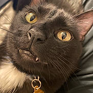 Loki is registered to the contest to win money with this photo: cat, black_cat, close_up, yellow_eyes, fangs, whiskers, collar, pet, domestic_animal, fur, animal_face, cute, indoor, portrait, animal_tag, curious, funny_expression, animal_ears, closeup, feline