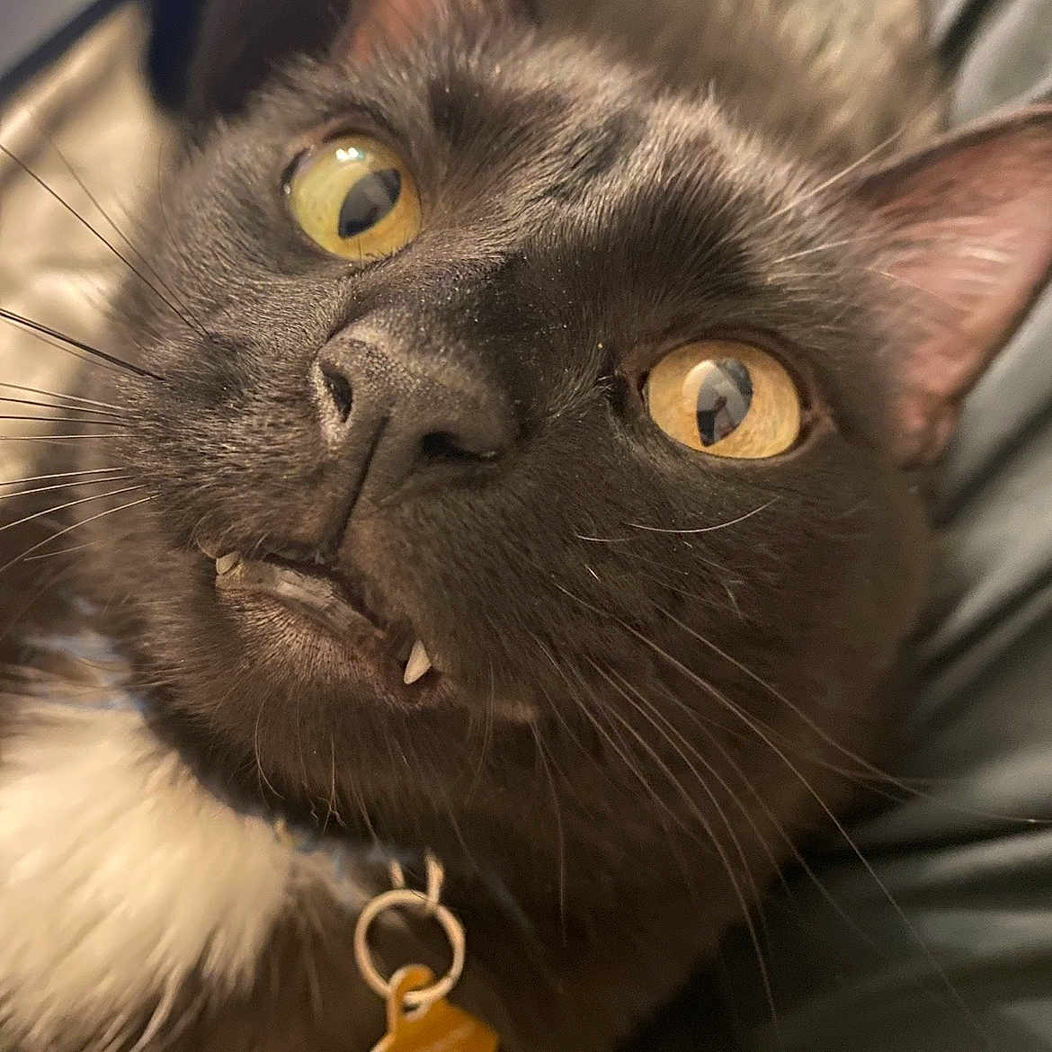 Loki is registered to the contest to win money with this photo: cat, black_cat, close_up, yellow_eyes, fangs, whiskers, collar, pet, domestic_animal, fur, animal_face, cute, indoor, portrait, animal_tag, curious, funny_expression, animal_ears, closeup, feline