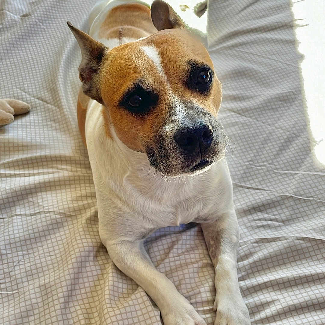 Nino participe au concours pour gagner de l'argent avec cette photo : animal, bed, brown, calm, canine, companion, cute, dog, domestic, fur, indoors, looking_up, paw, pet, portrait, quiet, relaxed, resting, sunlight, white