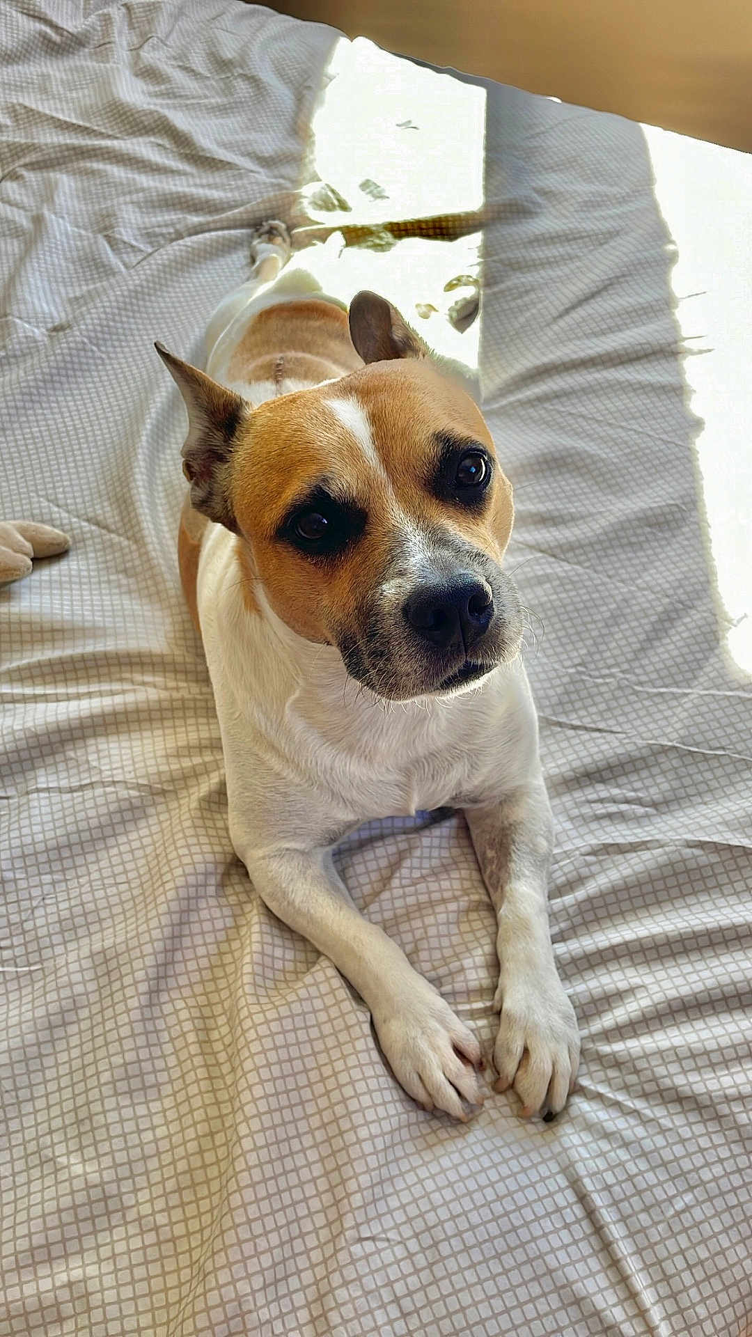 Nino participe au concours pour gagner de l'argent avec cette photo : dog, pet, bed, indoors, sunlight, white, brown, animal, canine, relaxed, resting, fur, paw, cute, companion, domestic, portrait, looking_up, quiet, calm