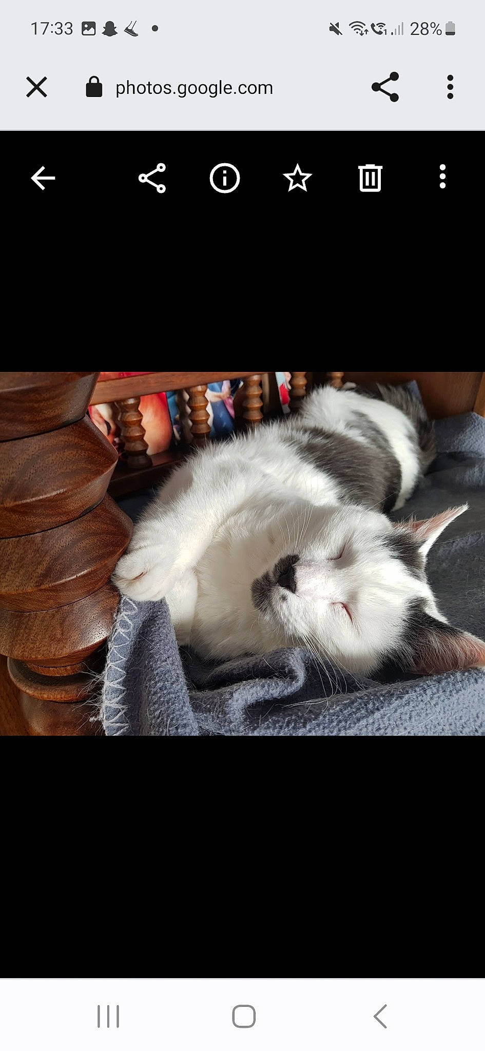 Nounouche a rejoint le concours — aidez-le/la à gagner de superbes lots ! box, canidae, carnivore, cat, cloud, comfort, companion_dog, domestic_short_haired_cat, felidae, font, fur, nap, paw, photo_caption, sky, small_to_medium_sized_cats, square, tail, textile, whiskers