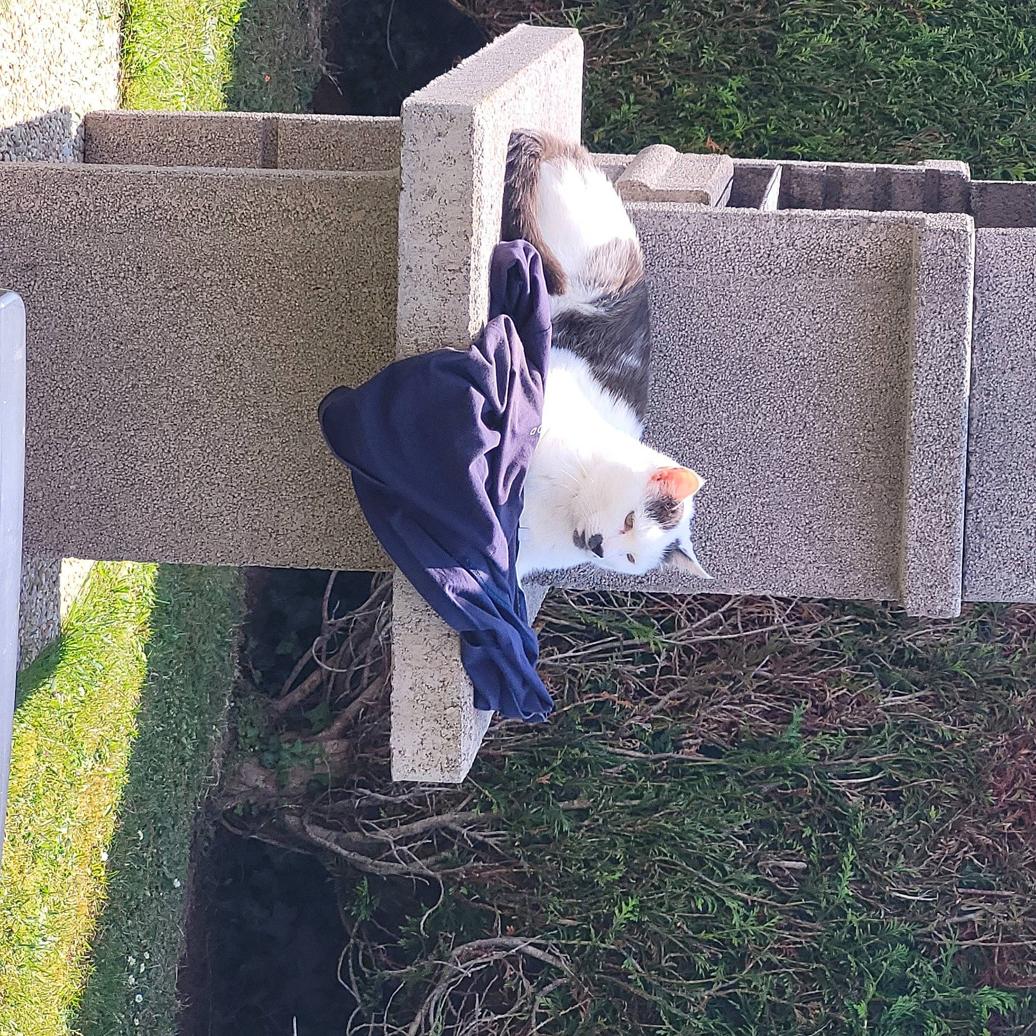 Nounouche participe au concours pour gagner de l'argent avec cette photo : carnivore, cat, cemetery, domestic_short_haired_cat, felidae, fur, grass, grave, landscape, lawn, plant, rectangle, sitting, small_to_medium_sized_cats, soil, tail, tints_and_shades, whiskers, wood, yard