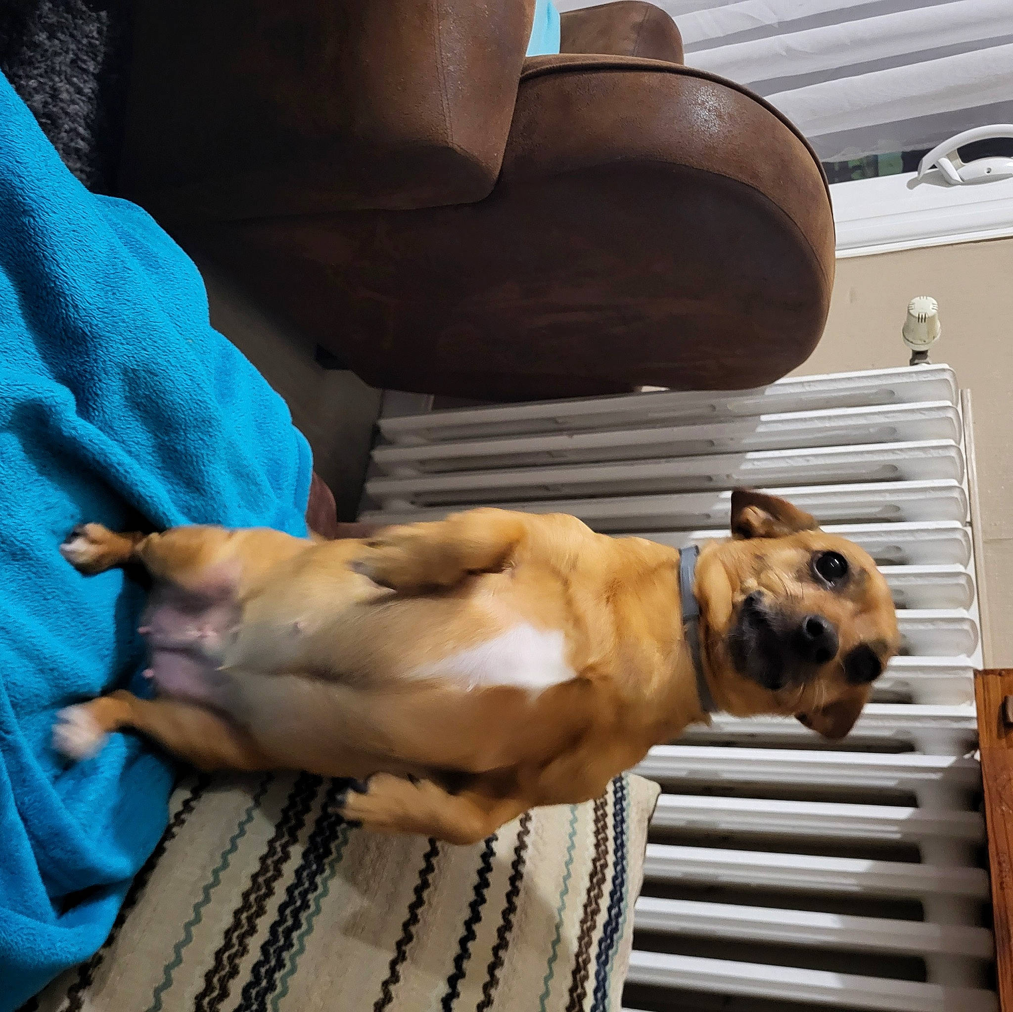 Pepette participe au concours pour gagner de l'argent avec cette photo : abdomen, barechested, canidae, carnivore, chest, comfort, companion_dog, dog, dog_breed, dog_collar, elbow, fawn, human_leg, knee, sitting, snout, sporting_group, thigh, trunk, working_animal