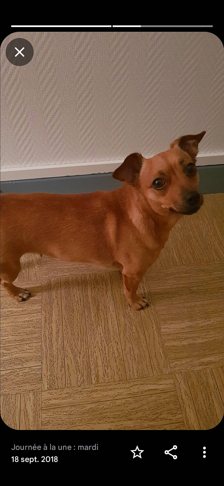 Pepette a rejoint le concours — aidez-le/la à gagner de superbes lots ! brown, canidae, carnivore, chihuahua, companion_dog, dog, dog_breed, ear, fawn, flooring, fur, hardwood, liver, snout, sporting_group, tail, toy_dog, whiskers, wood, working_animal