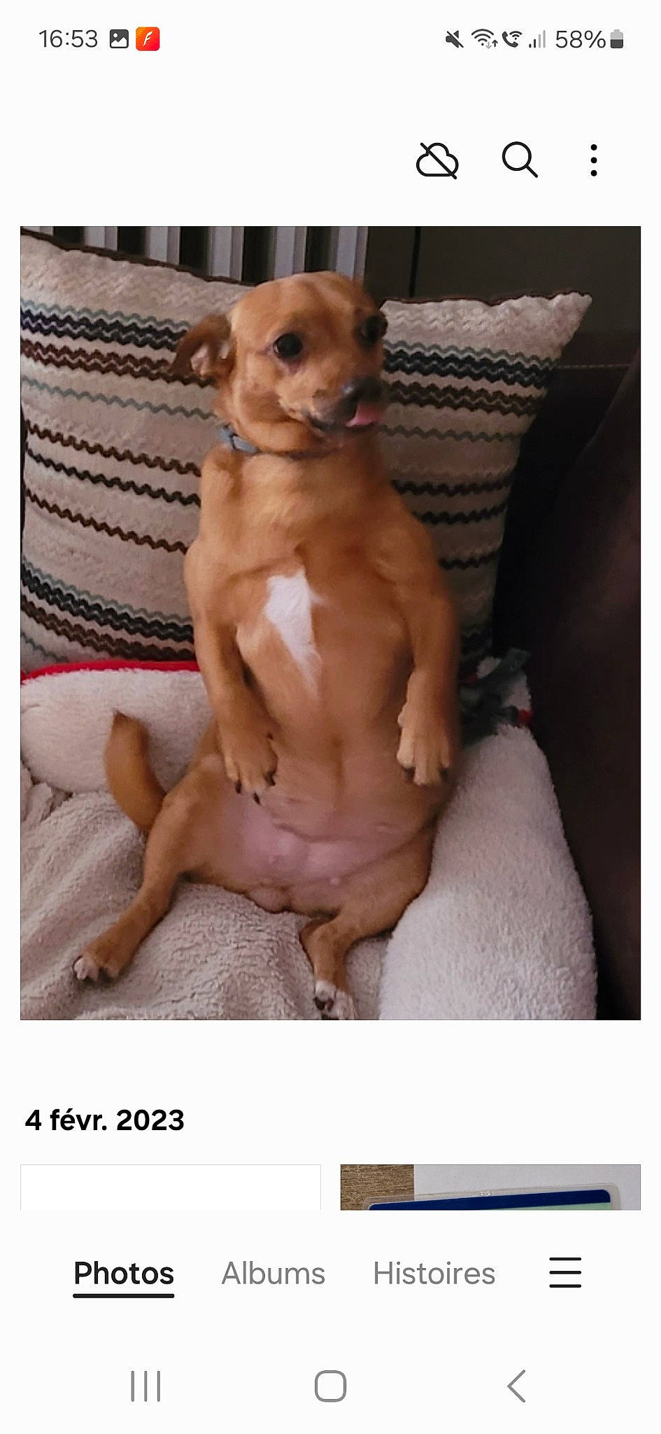 Pepette a rejoint le concours — aidez-le/la à gagner de superbes lots ! canidae, carnivore, chihuahua, comfort, companion_dog, dog, dog_breed, dog_supply, fawn, fur, liver, paw, pet_supply, sporting_group, tail, toy, toy_dog, watch, whiskers, working_animal