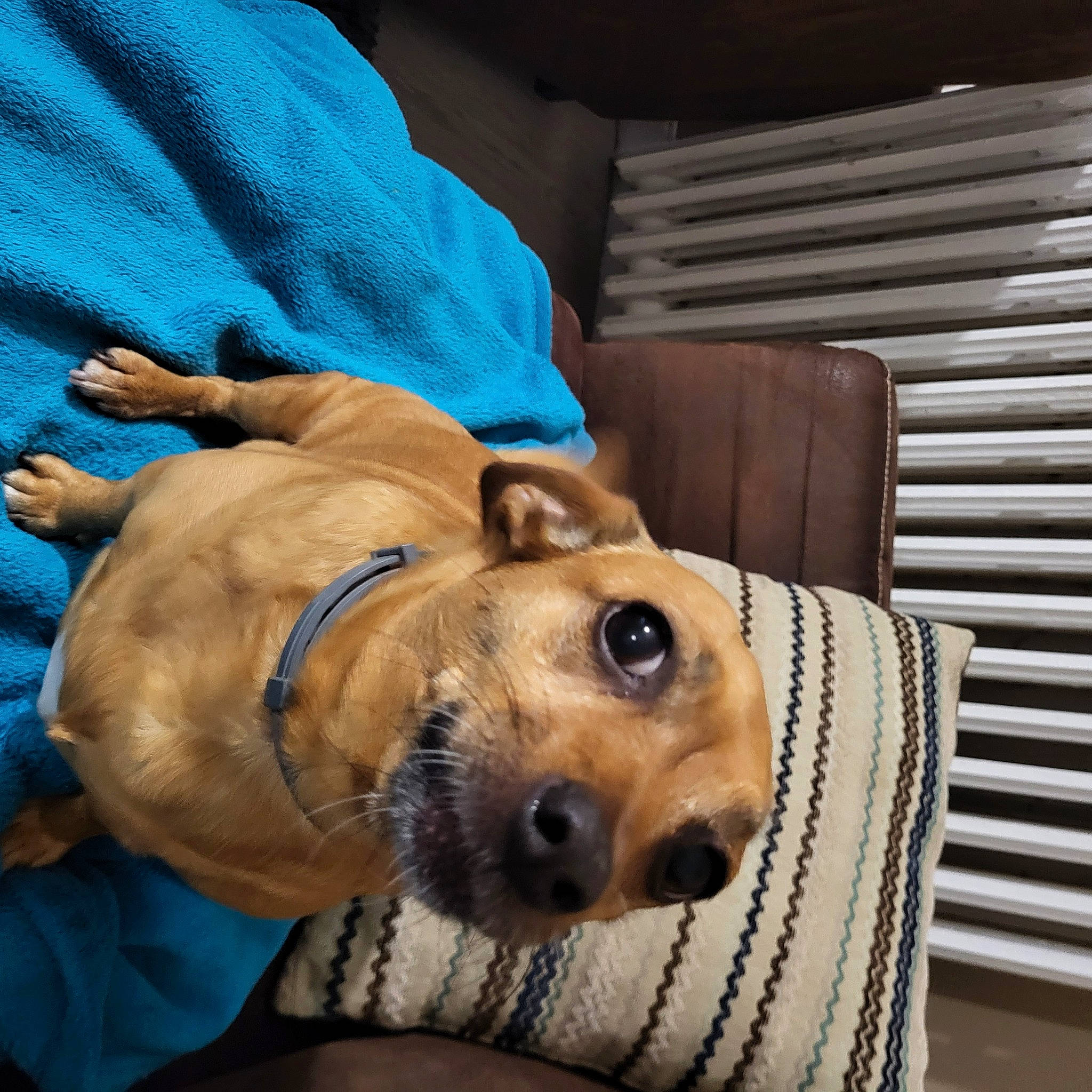 Pepette a rejoint le concours — aidez-le/la à gagner de superbes lots ! canidae, carnivore, collar, comfort, companion_dog, couch, dog, dog_breed, dog_supply, electric_blue, fawn, fur, hat, mammal, pet_supply, selfie, snout, sporting_group, whiskers, working_animal