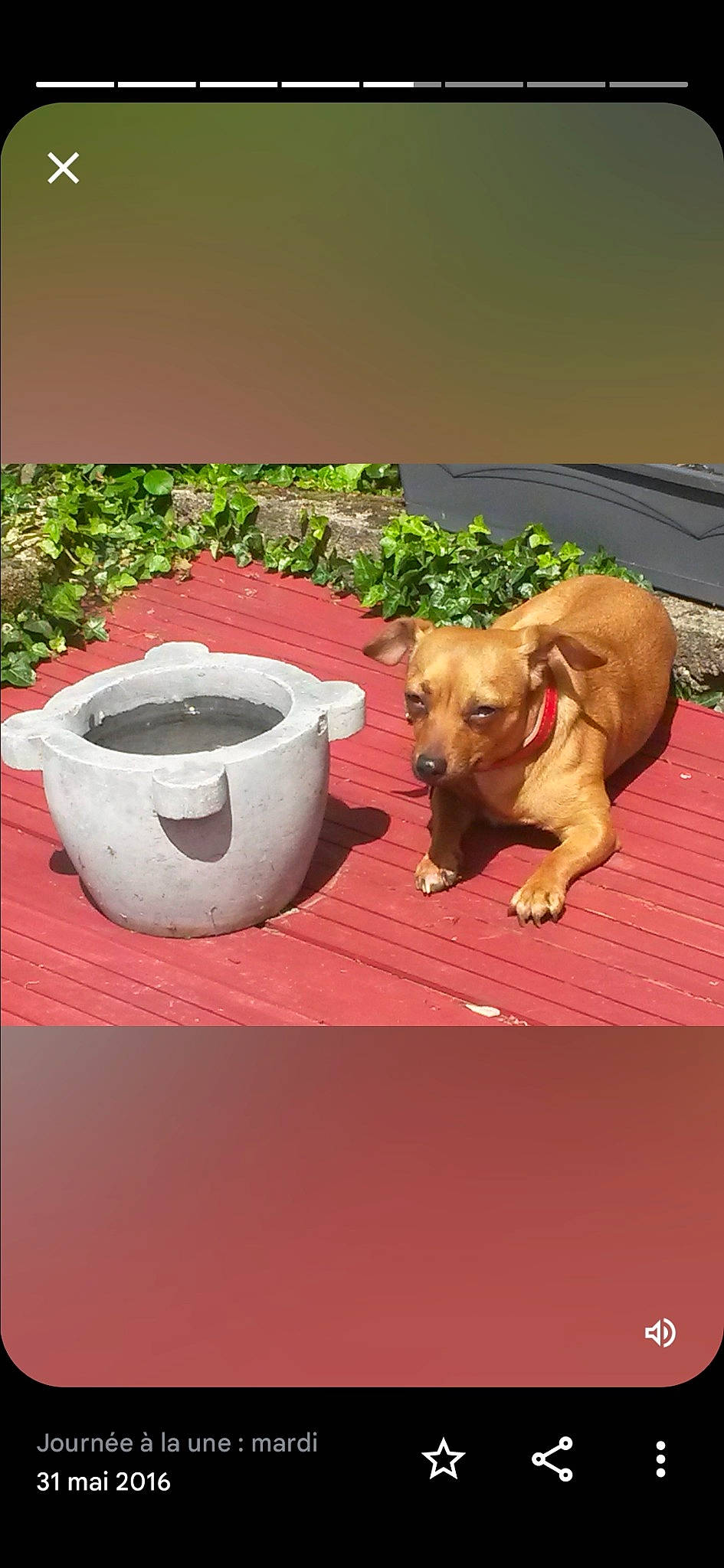 Pepette a rejoint le concours — aidez-le/la à gagner de superbes lots ! carnivore, companion_dog, cup, dishware, dog, dog_breed, dog_supply, drinkware, fawn, grass, liver, pet_supply, plant, serveware, snout, sporting_group, tableware, tail, wood, working_animal