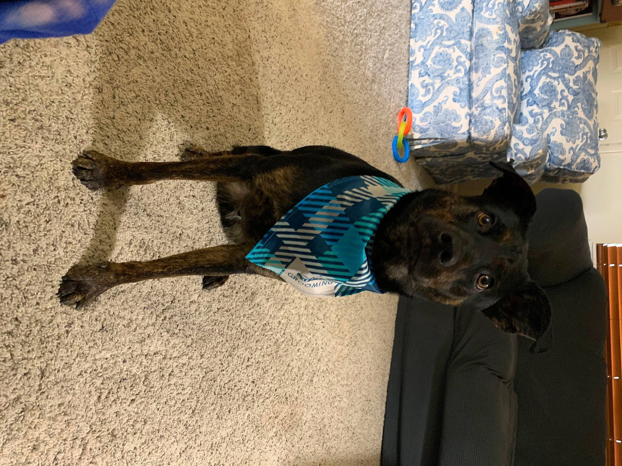 Fang joined the competition — help win amazing prizes! canidae, carnivore, collar, companion_dog, concrete, dog, dog_breed, dog_supply, electric_blue, leash, non_sporting_group, pet_supply, shadow, snout, sporting_group, tail, working_animal