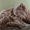 amber_eyes, animal, bed, calm, cat, closeup, cozy, cute, domestic_animal, feline, fluffy, fur, gray, indoor, laying, pet, portrait, relaxed, side_view, whiskers