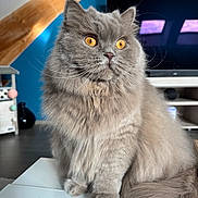 Tartine a rejoint le concours — aidez-le/la à gagner de superbes lots ! cat, fluffy, gray_cat, golden_eyes, indoors, furniture, television, blue_wall, wooden_beam, curious, pet, domestic_animal, whiskers, tail, table, cozy, home, portrait, sitting, fur