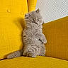 Tartine participe au concours pour gagner de l'argent avec cette photo : adorable, animal, bright_colors, cat, cozy, curious, cute, domestic_animal, feline, fluffy, furniture, indoor, kitten, pet, relaxed, sitting, small, soft_fur, yellow_couch, young_animal