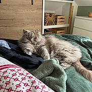 Tartine a rejoint le concours — aidez-le/la à gagner de superbes lots ! amber_eyes, animal, bed, bedroom, blanket, cat, comfortable, cozy, feline, fluffy_cat, fur, gray_cat, green_blanket, home, indoor, pet, relaxed, resting, storage_basket, wooden_furniture