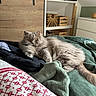 amber_eyes, animal, bed, bedroom, blanket, cat, comfortable, cozy, feline, fluffy_cat, fur, gray_cat, green_blanket, home, indoor, pet, relaxed, resting, storage_basket, wooden_furniture