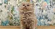 Tartine participe au concours pour gagner de l'argent avec cette photo : animal, background, cat, colorful_wall, curious, cute, domestic_cat, feline, fluffy, fur, indoor, kitten, looking_up, pet, portrait, sitting, small, texture, wooden_surface, young_cat