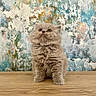 animal, background, cat, colorful_wall, curious, cute, domestic_cat, feline, fluffy, fur, indoor, kitten, looking_up, pet, portrait, sitting, small, texture, wooden_surface, young_cat
