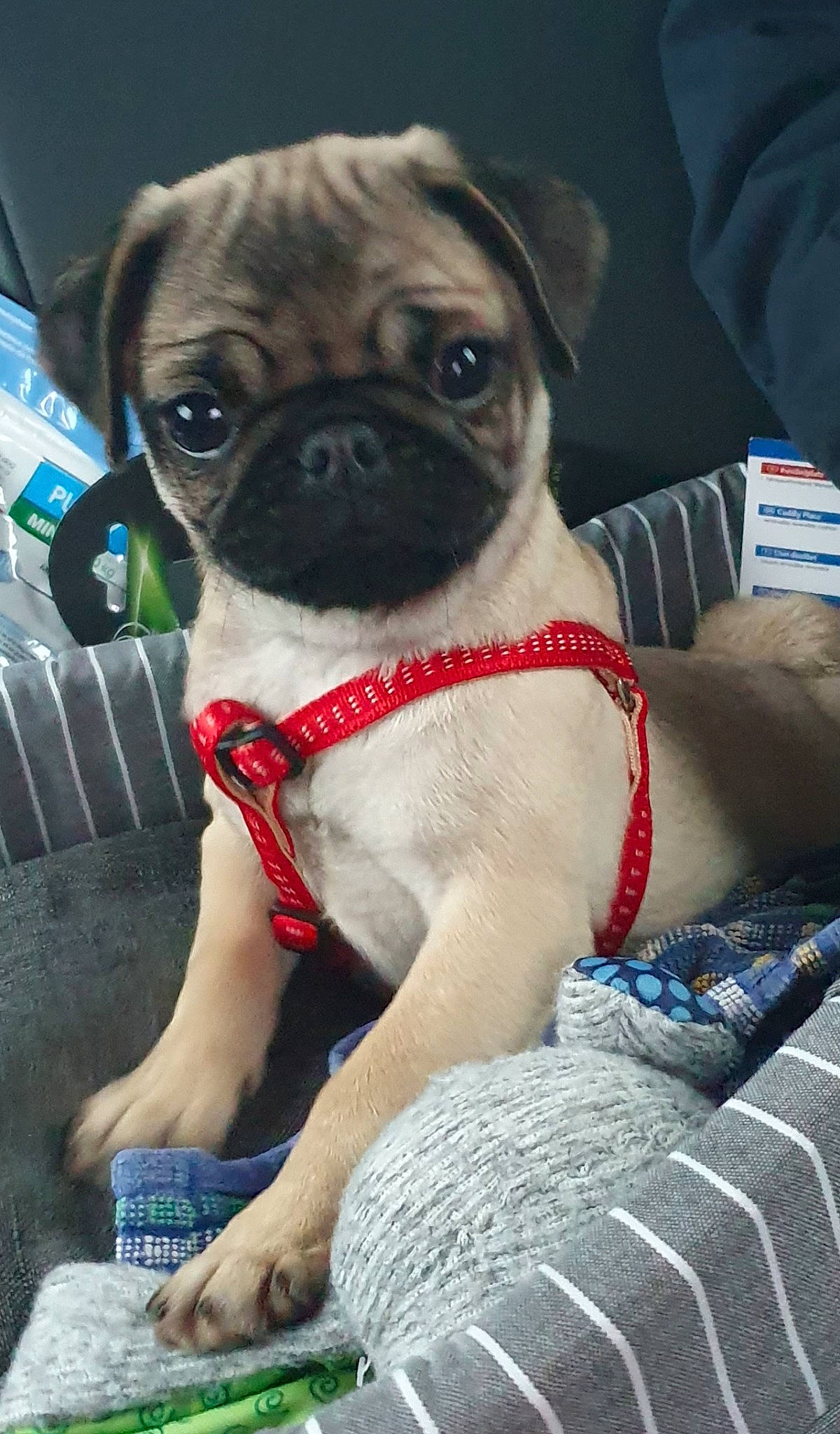 Praline