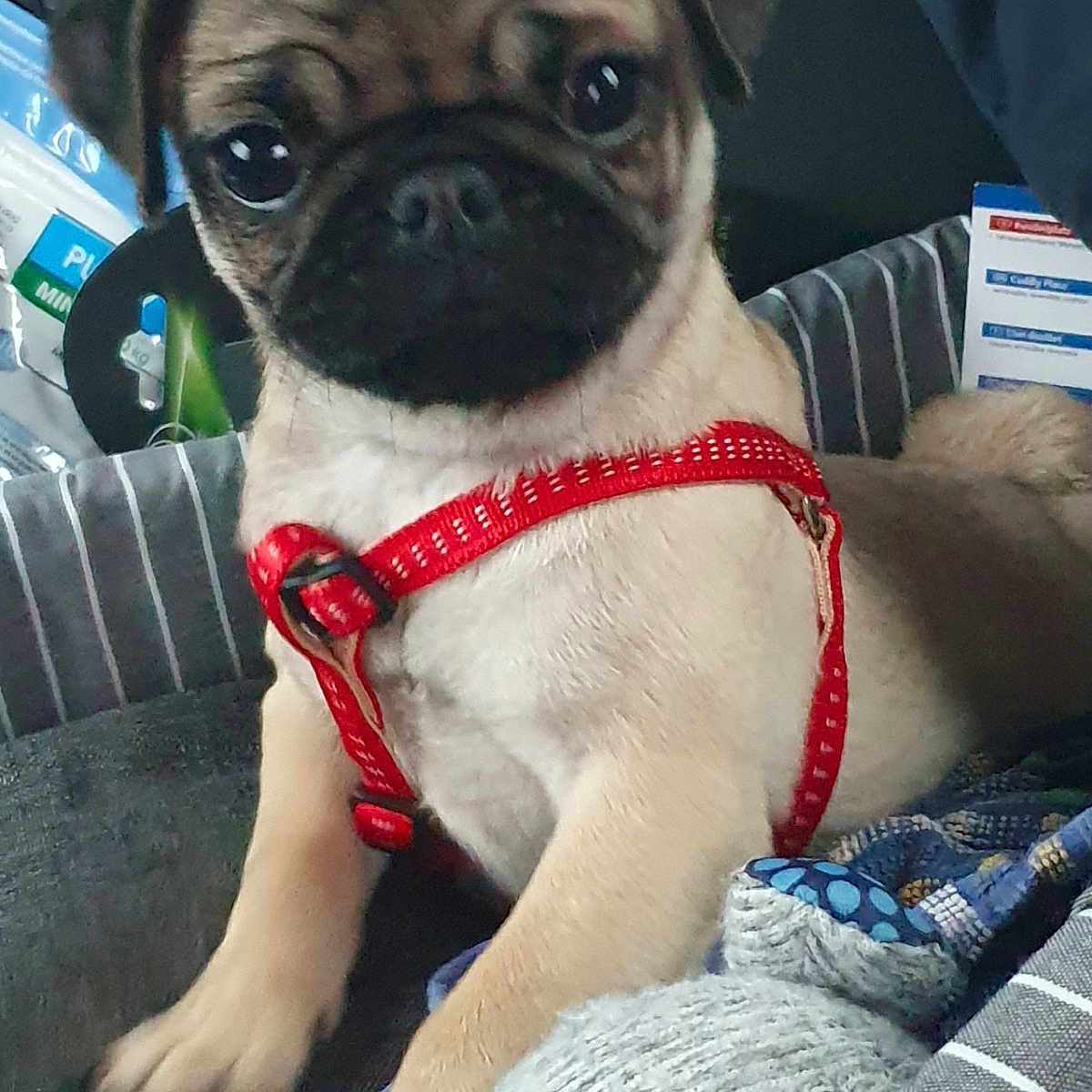 Praline