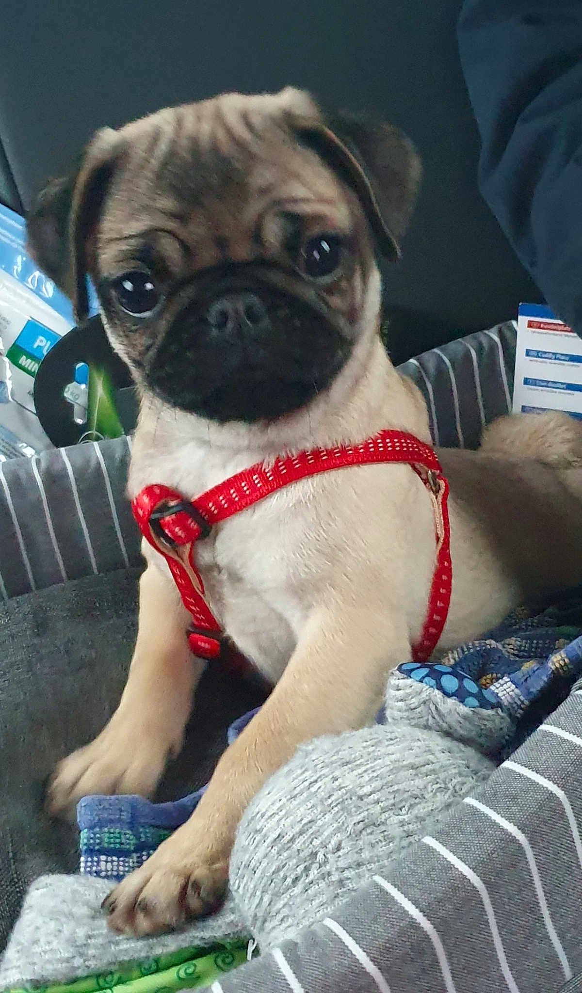 Praline