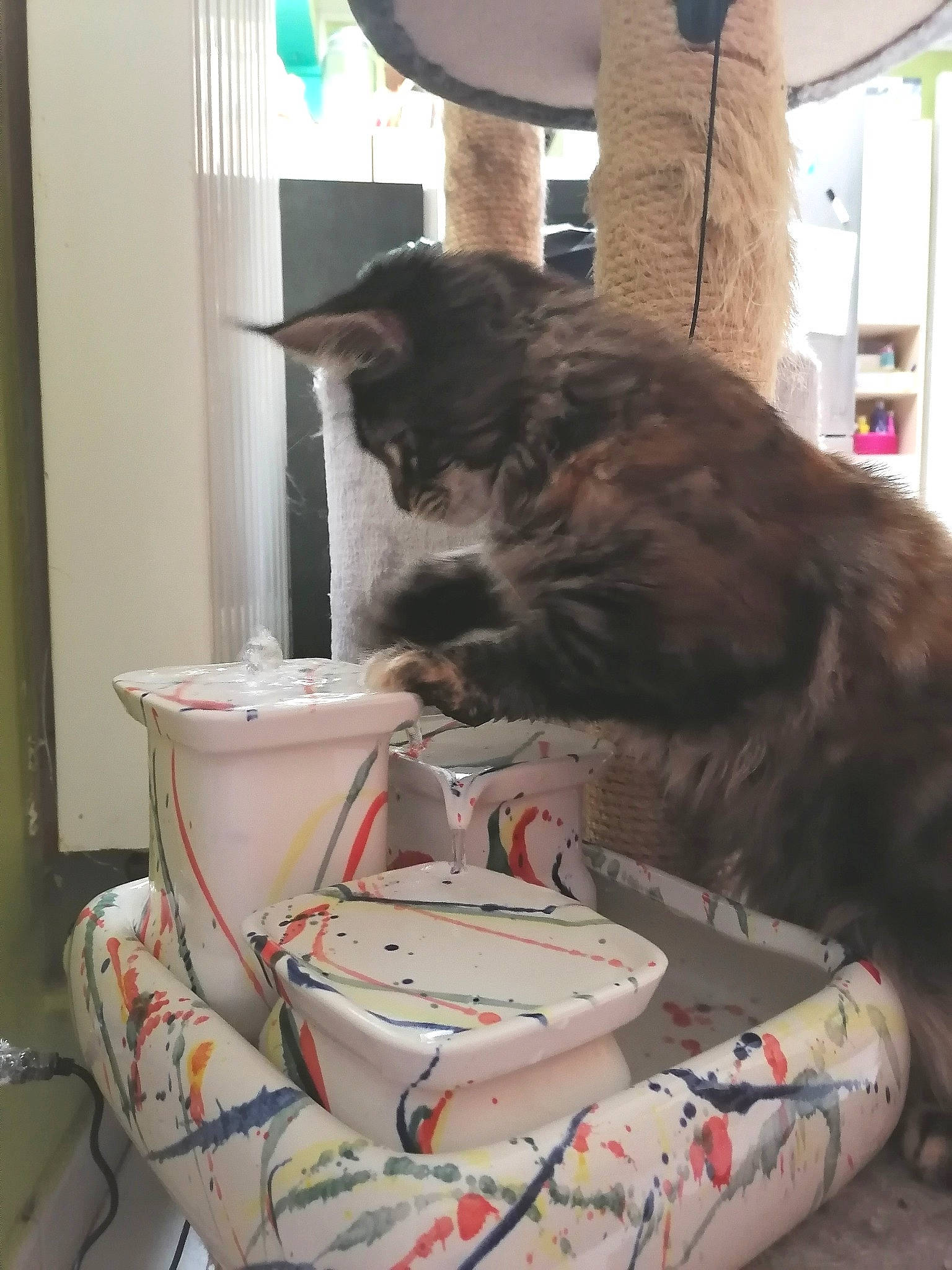 R'Mione a rejoint le concours — aidez-le/la à gagner de superbes lots ! carnivore, cat, cat_supply, comfort, cup, dishware, domestic_short_haired_cat, drinkware, felidae, fur, mammal, porcelain, room, serveware, small_to_medium_sized_cats, tableware, tail, teacup, textile, whiskers