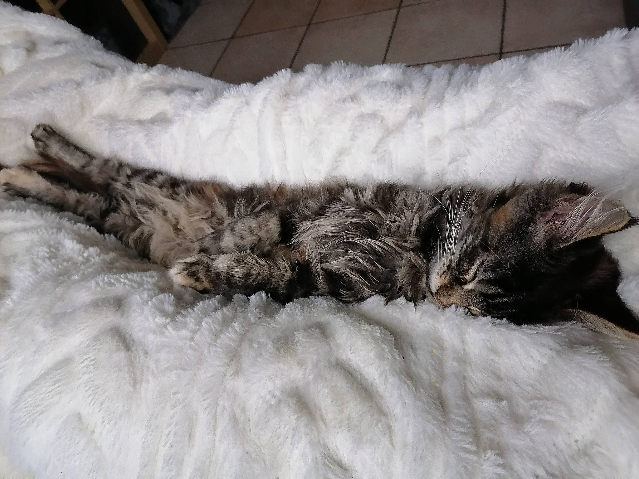 R'Mione a rejoint le concours — aidez-le/la à gagner de superbes lots ! bed, carnivore, cat, cat_bed, claw, comfort, domestic_short_haired_cat, felidae, fur, grey, linens, nap, paw, small_to_medium_sized_cats, snout, snow, tail, terrestrial_animal, whiskers, winter