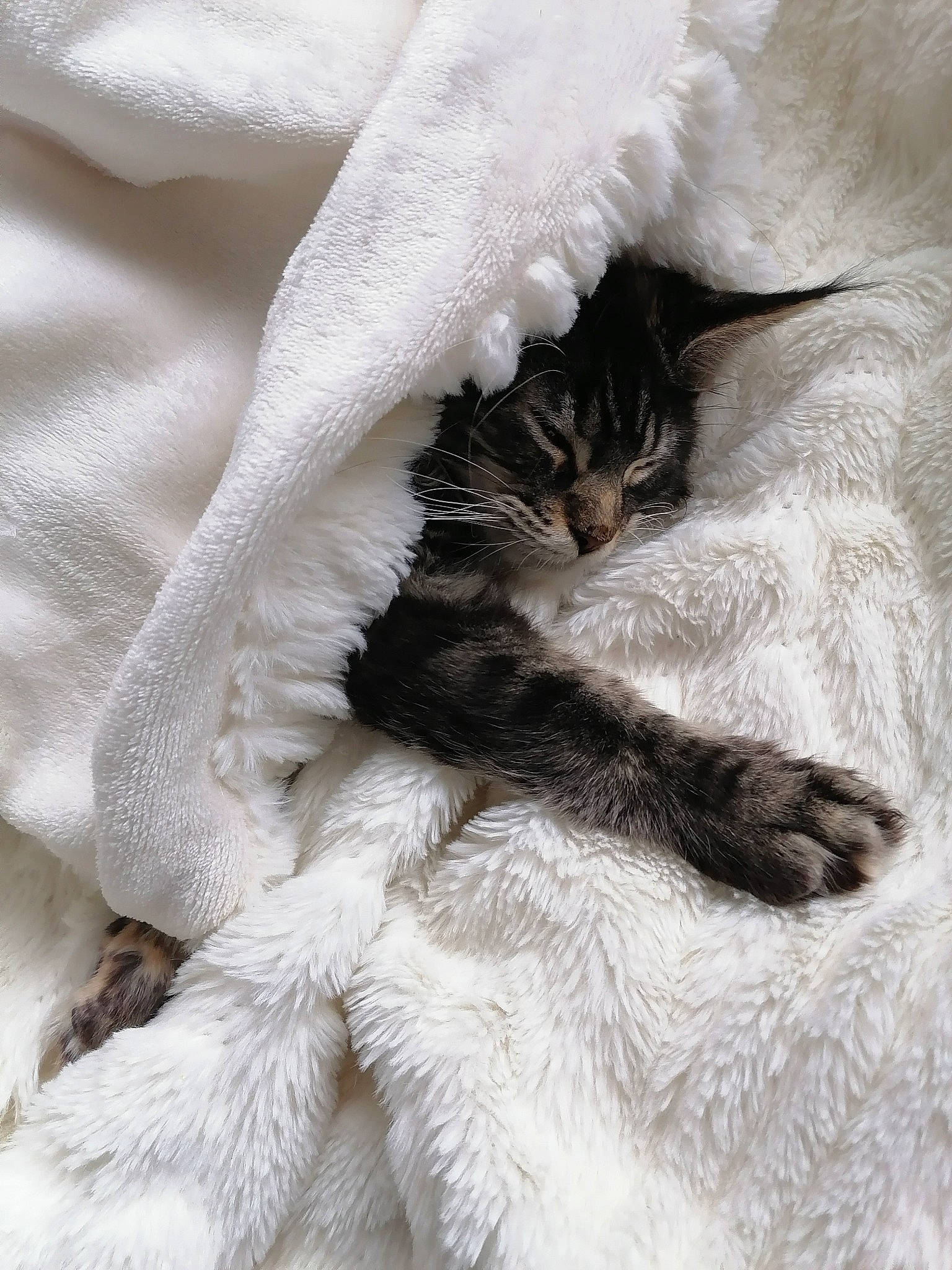 R'Mione participe au concours pour gagner de l'argent avec cette photo : bed, carnivore, cat, claw, comfort, domestic_short_haired_cat, fawn, feather, felidae, fur, grey, linens, monochrome_photography, paw, sleeve, small_to_medium_sized_cats, snout, tail, whiskers