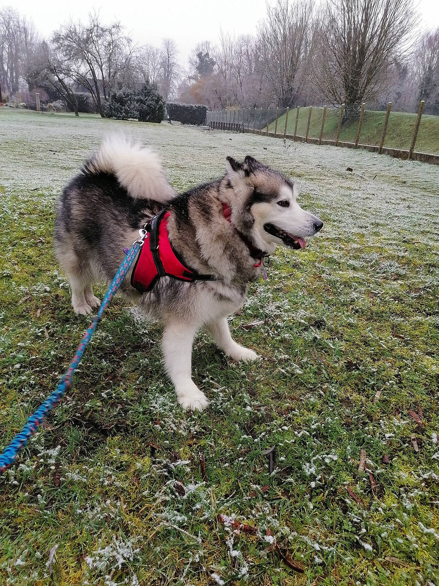 Mystique a rejoint le concours — aidez-le/la à gagner de superbes lots ! canidae, carnivore, collar, companion_dog, dog, dog_breed, dog_collar, fashion_accessory, grass, leash, pet_supply, plant, siberian_husky, sky, sled_dog, sporting_group, tail, tree, working_animal, working_dog