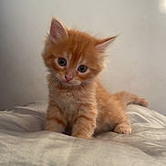 Schypper a rejoint le concours — aidez-le/la à gagner de superbes lots ! abyssinian, animal, cat, kitten, manx, pet