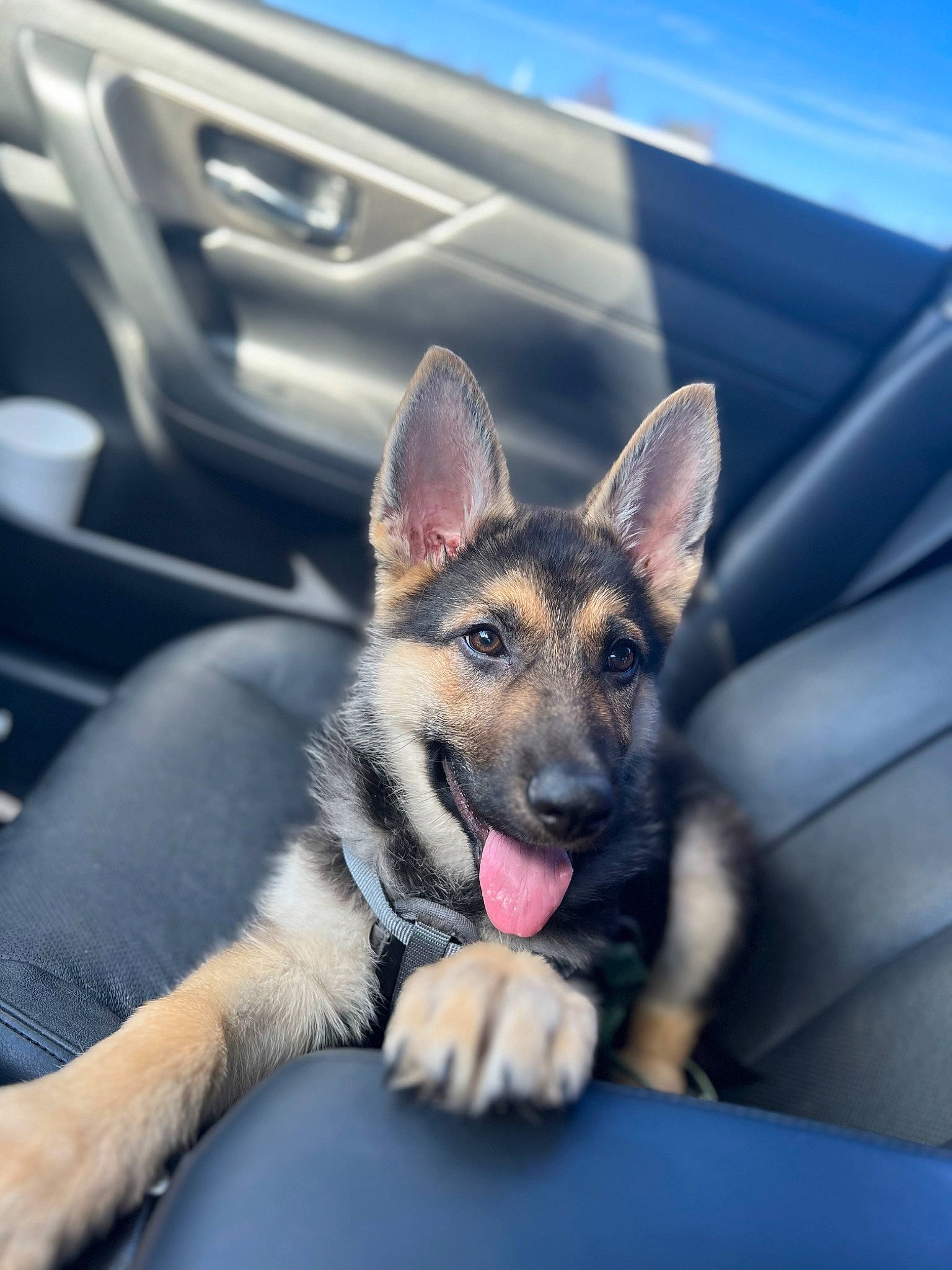 Concho is registered to the contest to win money with this photo: automotive_tire, canidae, carnivore, companion_dog, dog, dog_breed, east_european_shepherd, electric_blue, fawn, fur, gesture, herding_dog, jaw, king_shepherd, mammal, paw, snout, vertebrate, whiskers, wildlife