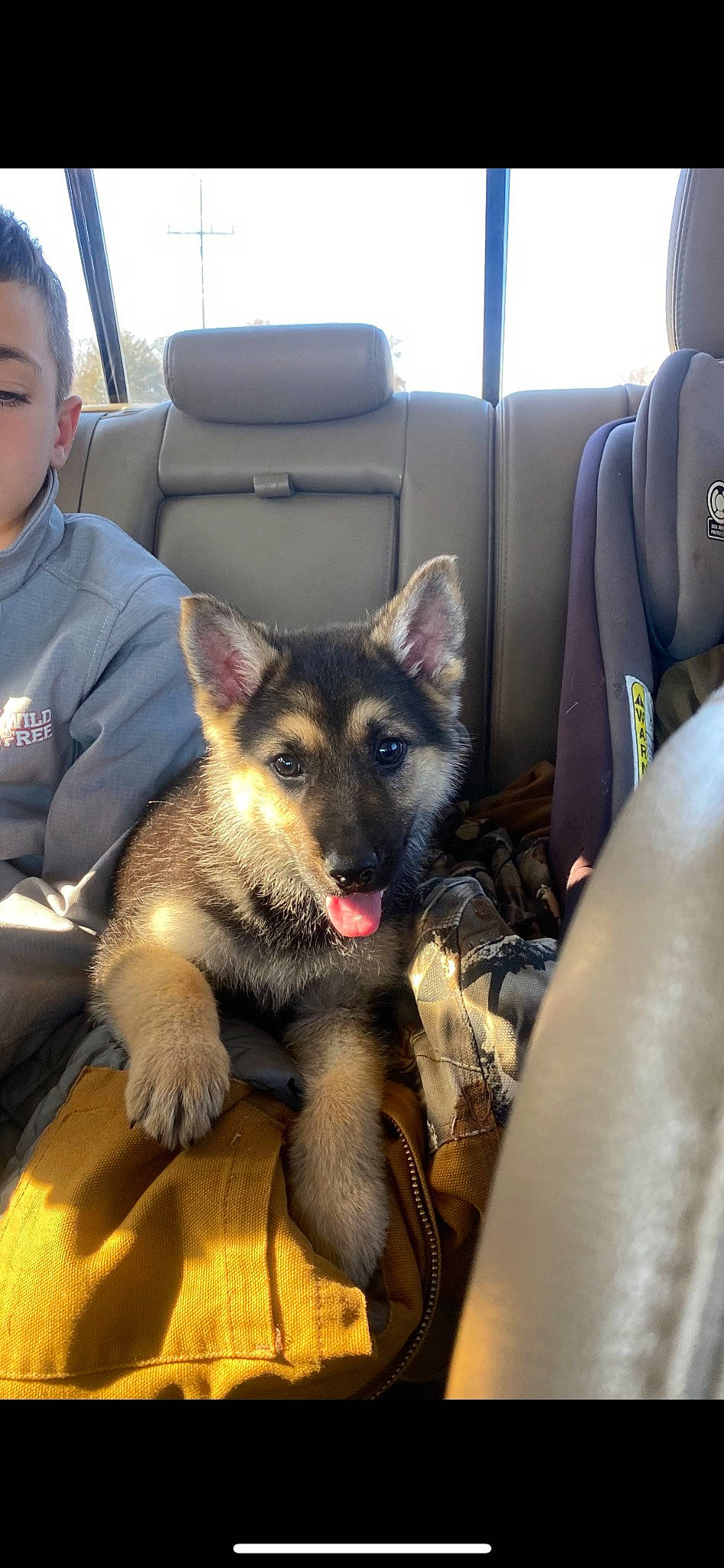 Concho is registered to the contest to win money with this photo: canidae, car_seat, carnivore, chair, comfort, companion_dog, dog, dog_breed, dog_supply, east_european_shepherd, fawn, fur, german_shepherd_dog, herding_dog, sitting, sporting_group, vehicle, window, working_animal, working_dog