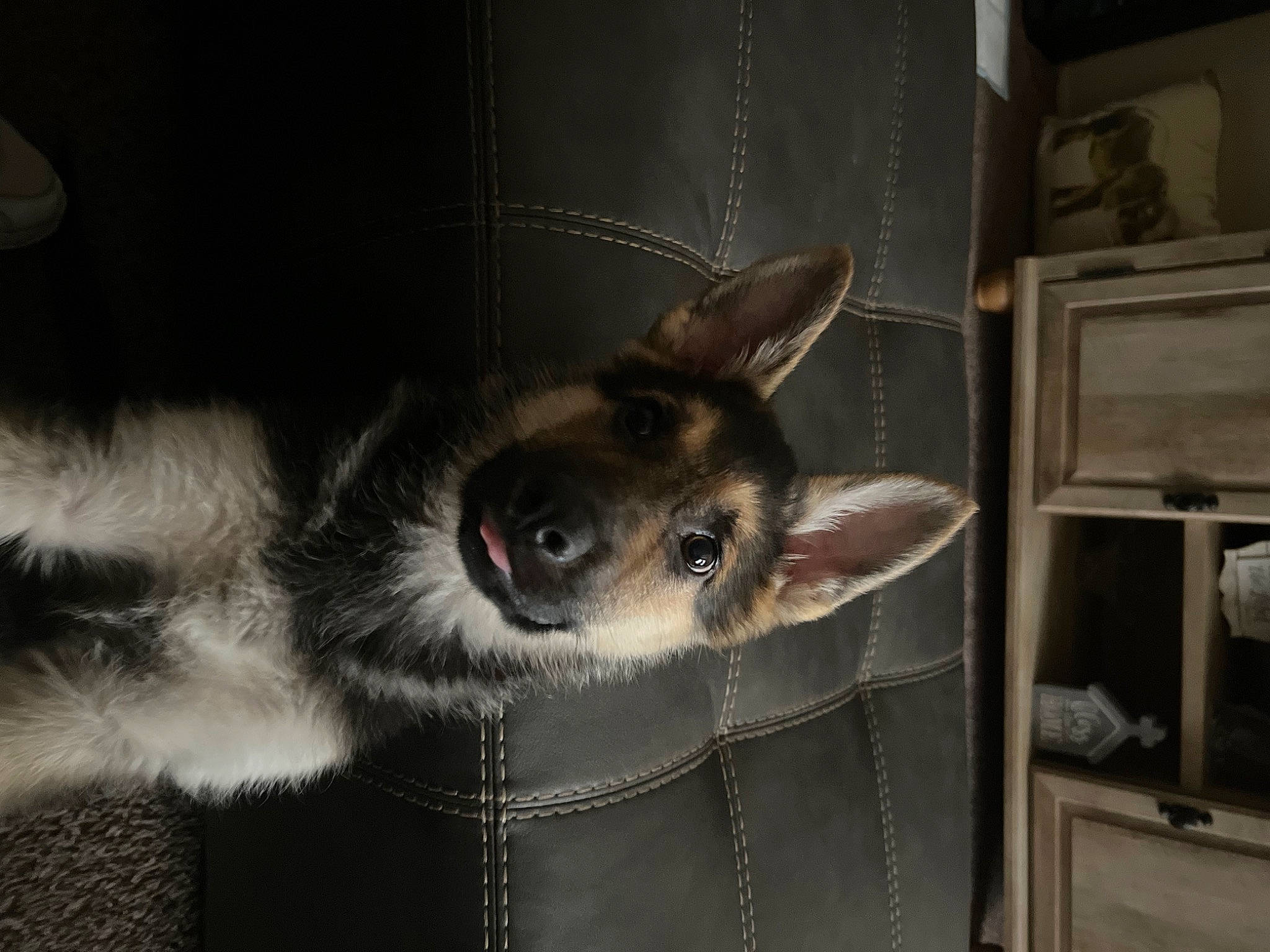 Concho joined the competition — help win amazing prizes! animal_shelter, canidae, carnivore, comfort, companion_dog, dog, dog_breed, dog_supply, domestic_short_haired_cat, fawn, felidae, fur, paw, small_to_medium_sized_cats, snout, sporting_group, tail, toy_dog, whiskers, working_animal