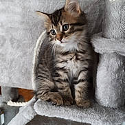 Loki participe au concours pour gagner de l'argent avec cette photo : animal, cat, cat_tree, curious, cute, domestic_cat, ears, feline, fur, gray, indoor, kitten, perched, pet, play, resting, soft, tabby, whiskers, young