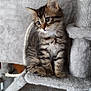 animal, cat, cat_tree, curious, cute, domestic_cat, ears, feline, fur, gray, indoor, kitten, perched, pet, play, resting, soft, tabby, whiskers, young