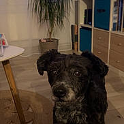 Ruby a rejoint le concours — aidez-le/la à gagner de superbes lots ! black_dog, brown_floor, cabinet, canine, couch, curious, dog, domestic, drawer, electronics, floor, furniture, houseplant, indoor, living_room, pet, room, table, tv, wooden_floor