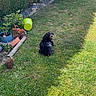 Ruby participe au concours pour gagner de l'argent avec cette photo : animal, backyard, curious, dog, flora, flower, garden, grass, greenery, hedge, lawn, nature, outdoor, pet, plant, potted_plants, shadow, sitting, sunlight, watering_can