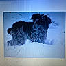 Ruby participe au concours pour gagner de l'argent avec cette photo : animal, animal_portrait, background, black_dog, cold, computer, digital_photo, dog, fluffy, fur, landscape, nature, outdoor, pet, pixelated, screen, snow, snowy_ground, standing, winter
