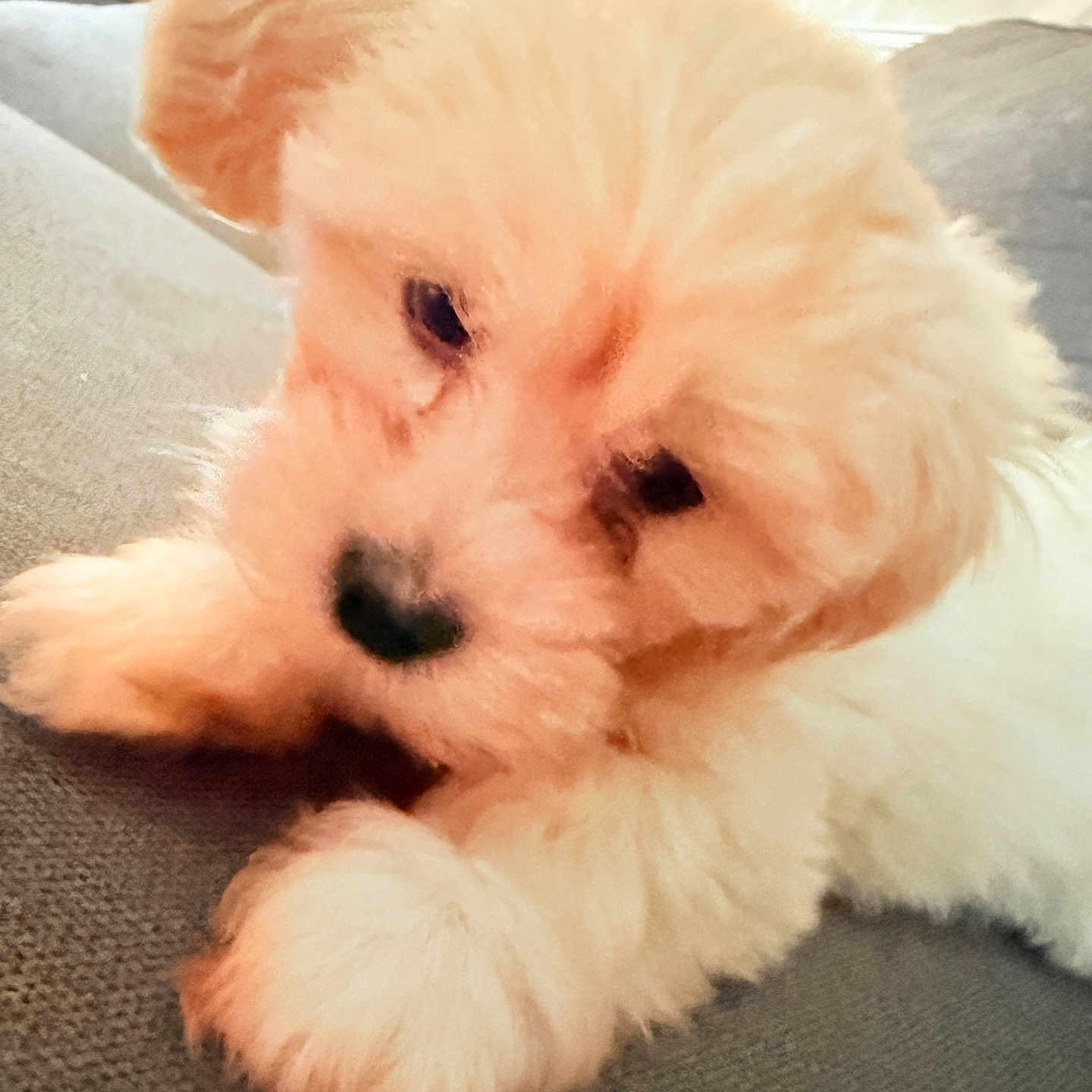 Luna Leigh joined the competition — help win amazing prizes! animal, bison, canine, cat, cockerspaniel, couch, cushion, dog, eskimodog, furniture, homedecor, indoors, kitten, person, pet, poodle, puppy, sleeping, terrier, whitedog