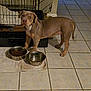 dog, pitbull, pet, food_bowl, water_bowl, tiled_floor, crate, blanket, indoor, feeding_time, metal_bowl, brown_coat, standing, gaze, eyes, paw, muzzle, home_interior, floor_mat, portrait