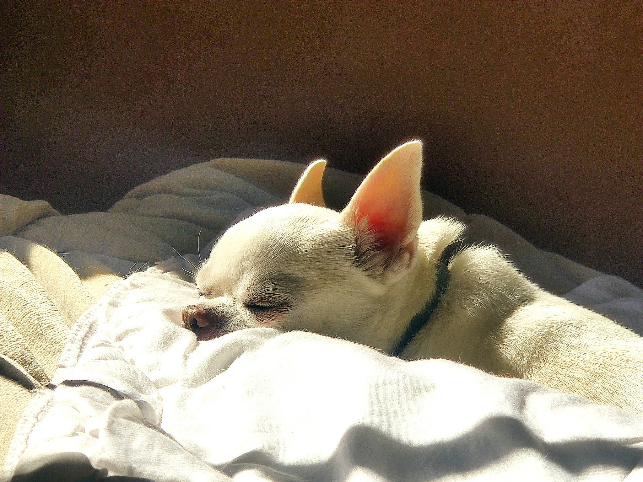 Guccy participe au concours pour gagner de l'argent avec cette photo : canidae, carnivore, claw, comfort, companion_dog, dog_breed, fawn, felidae, flesh, fur, linens, nap, non_sporting_group, paw, small_to_medium_sized_cats, snout, terrestrial_animal, whiskers