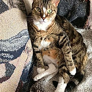 Angel is registered to the contest to win money with this photo: tabby_cat, cat, green_eyes, lounging, couch, patterned_fabric, whiskers, relaxed, indoor, feline, pet, fur, white_paws, tail, close_up, domestic_cat, cozy, resting, seated, looking