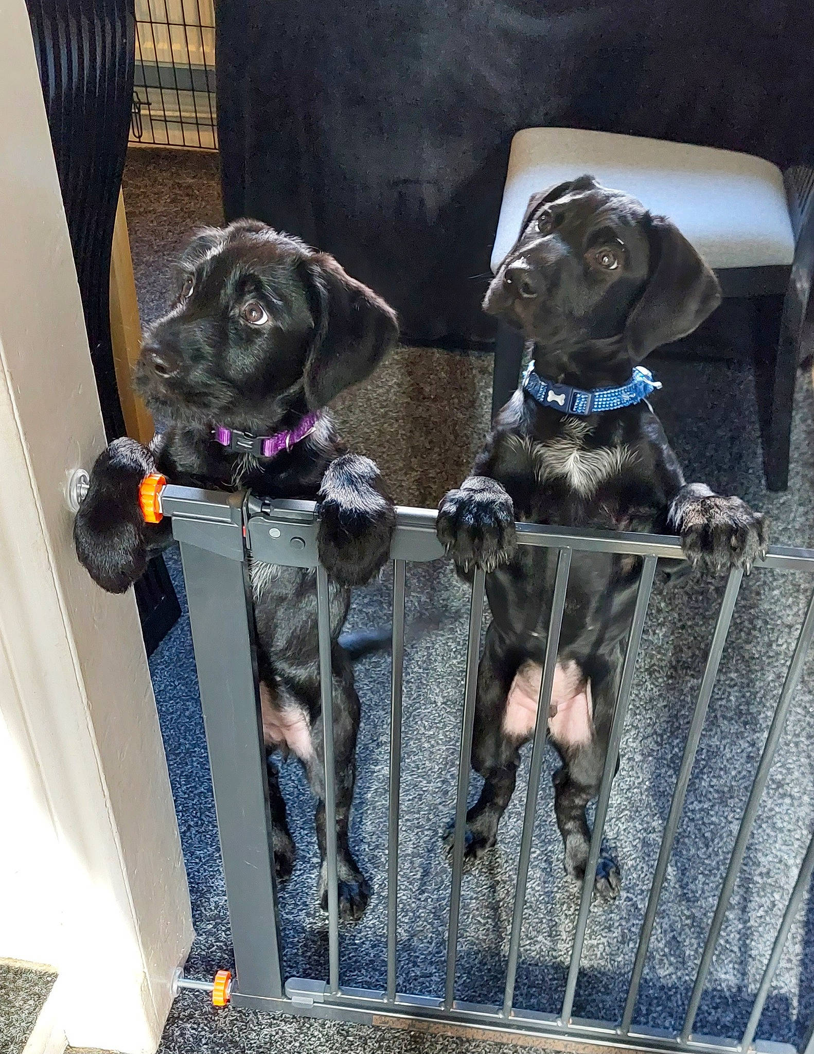 Duke And Daisy joined the competition — help win amazing prizes! canidae, carnivore, collar, companion_dog, dog, dog_breed, dog_collar, dog_supply, fawn, fur, guard_dog, mammal, metal, pet_supply, snout, sporting_group, stairs, tail, vertebrate, working_animal