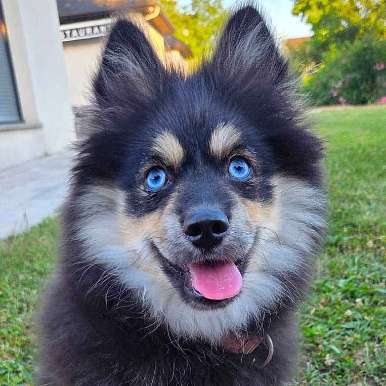 Chipie participe au concours pour gagner de l'argent avec cette photo : animal, blue_eyes, building, canine, close_up, collar, cute, dog, ears_up, fluffy, friendly, grass, happy, nature, outdoor, pet, portrait, smiling, sunlight, tongue_out