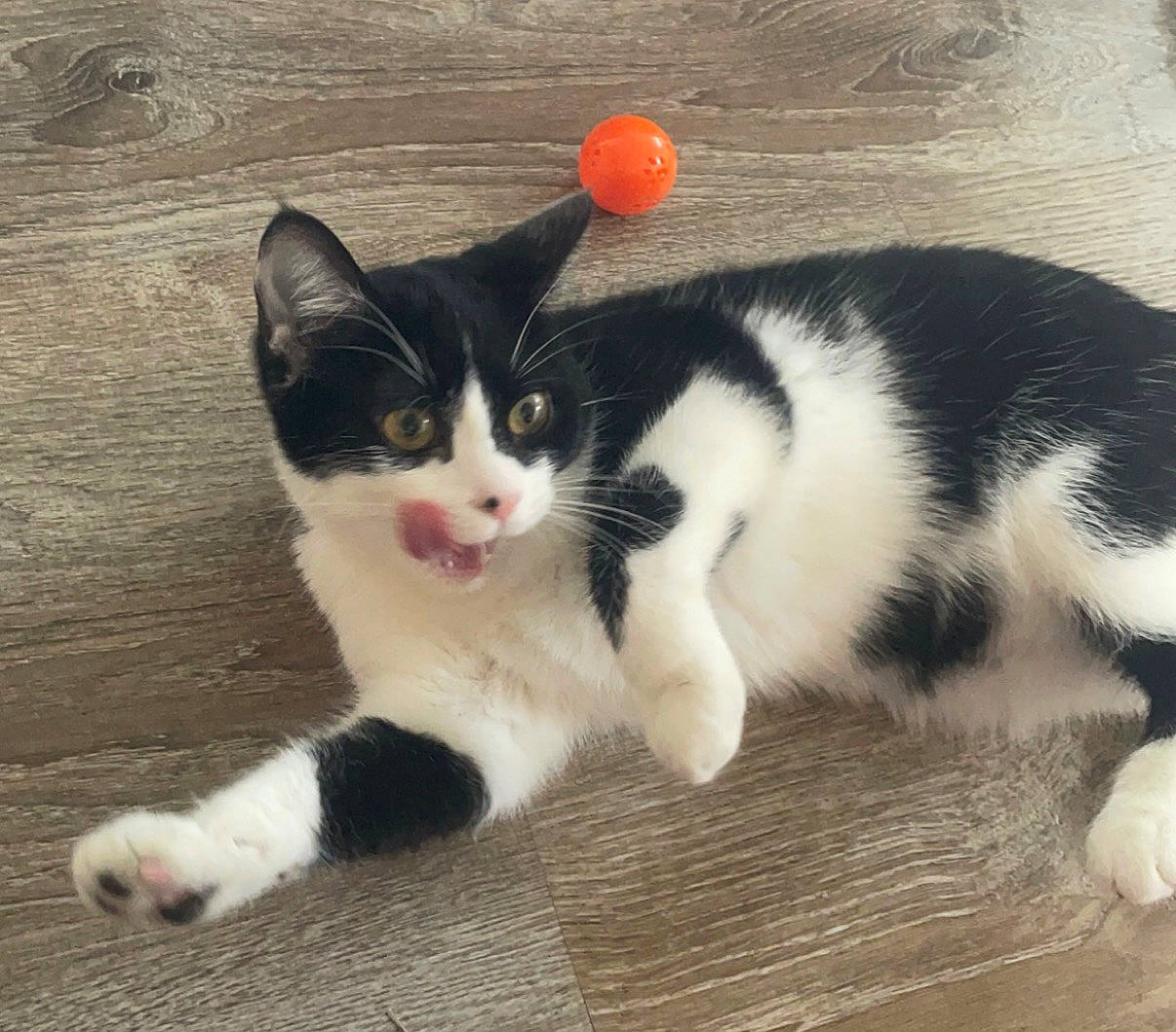 Dot joined the competition — help win amazing prizes! carnivore, cat, claw, comfort, domestic_short_haired_cat, felidae, flooring, foot, fur, hardwood, paw, small_to_medium_sized_cats, snout, tail, terrestrial_animal, whiskers, wood