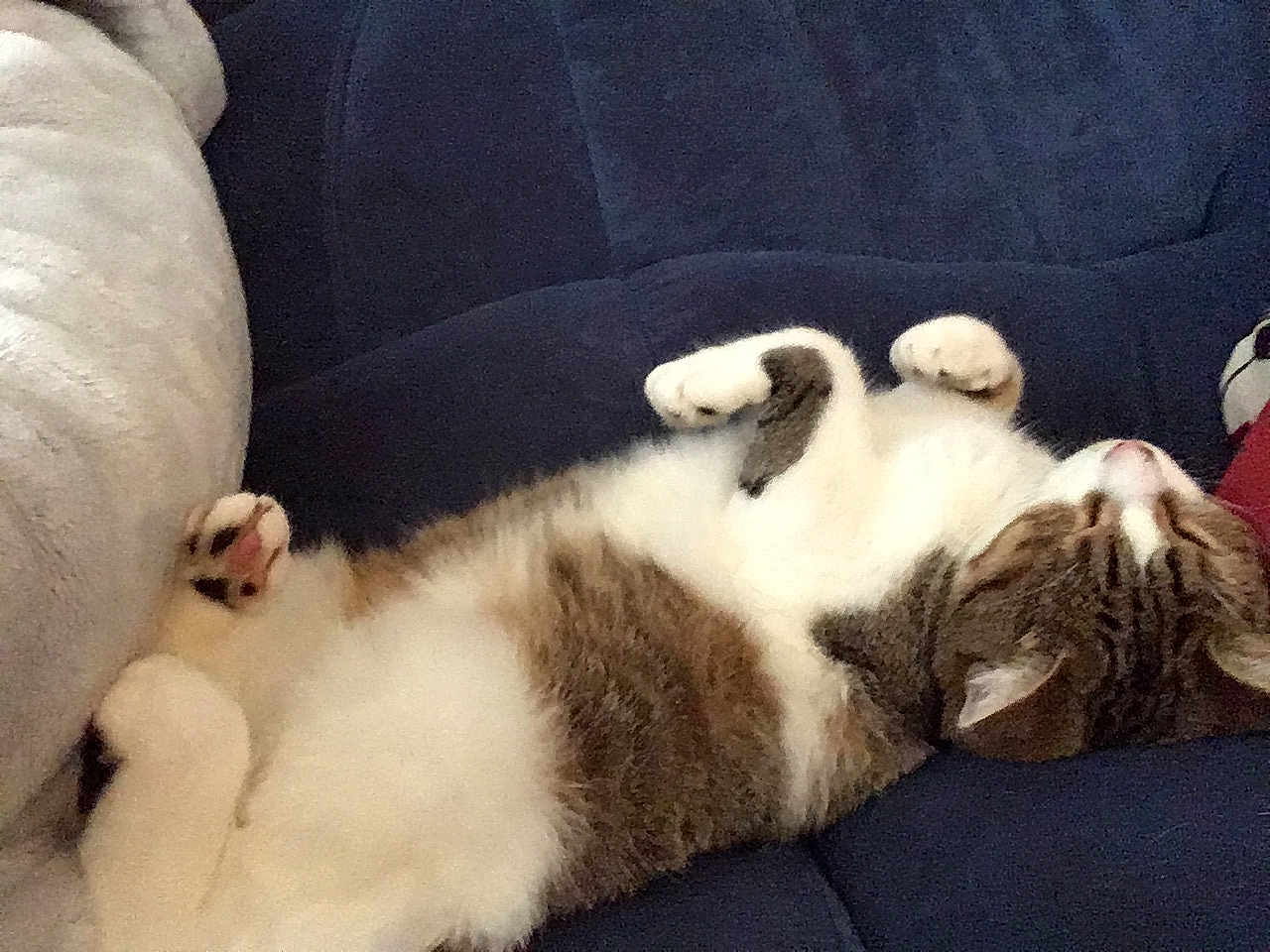 Nina