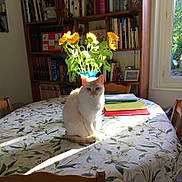 Douce a rejoint le concours — aidez-le/la à gagner de superbes lots ! books, bookshelf, cat, chair, document, domestic_cat, floral_pattern, flower, furniture, indoor, paper, pet, plant, sunflowers, sunlight, table, tablecloth, vase, window, wood