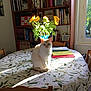 books, bookshelf, cat, chair, document, domestic_cat, floral_pattern, flower, furniture, indoor, paper, pet, plant, sunflowers, sunlight, table, tablecloth, vase, window, wood
