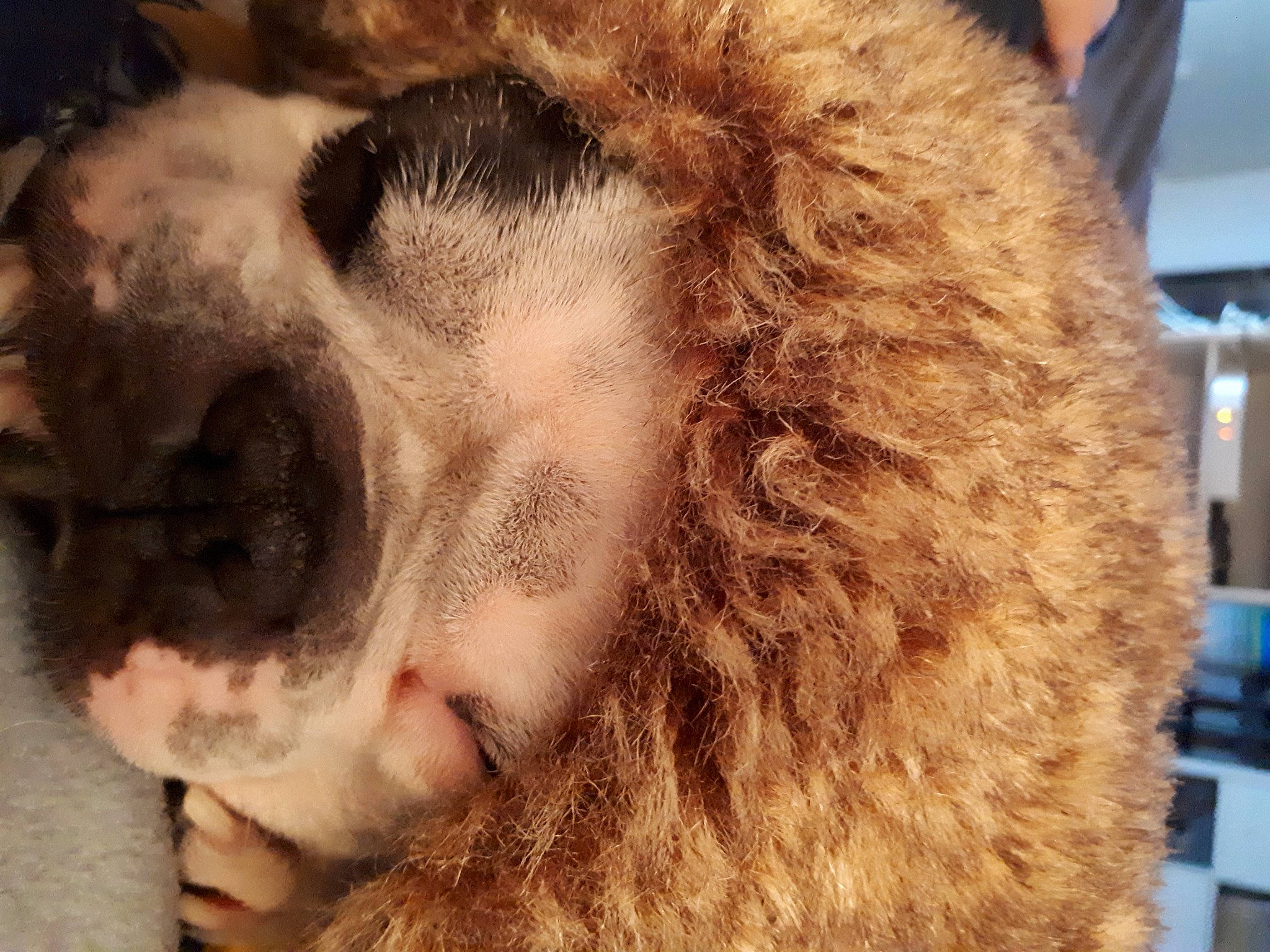 Jacky participe au concours pour gagner de l'argent avec cette photo : big_cats, canidae, carnivore, close_up, companion_dog, dog_breed, fang, fawn, felidae, fur_clothing, lion, mammal, paw, small_to_medium_sized_cats, snout, sporting_group, tail, terrestrial_animal, whiskers, working_animal